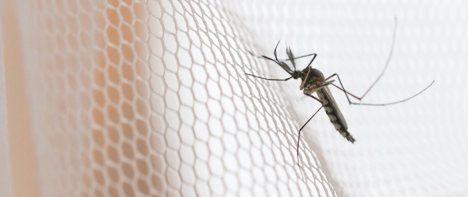 A mosquito on a screen door in Kaukauna, WI.