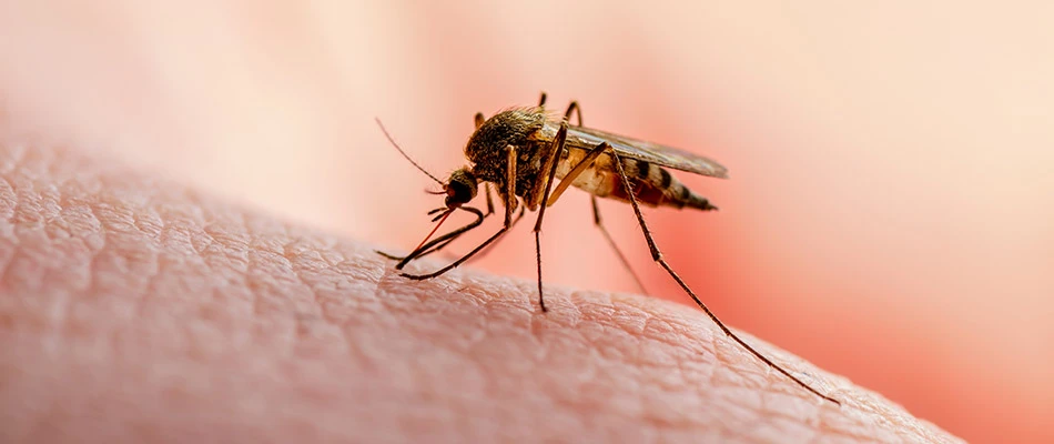 A mosquito on a finger in Bellevue, Wisconsin.