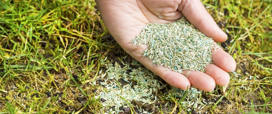 Handful of grass seed in yard in Bellevue, WI.