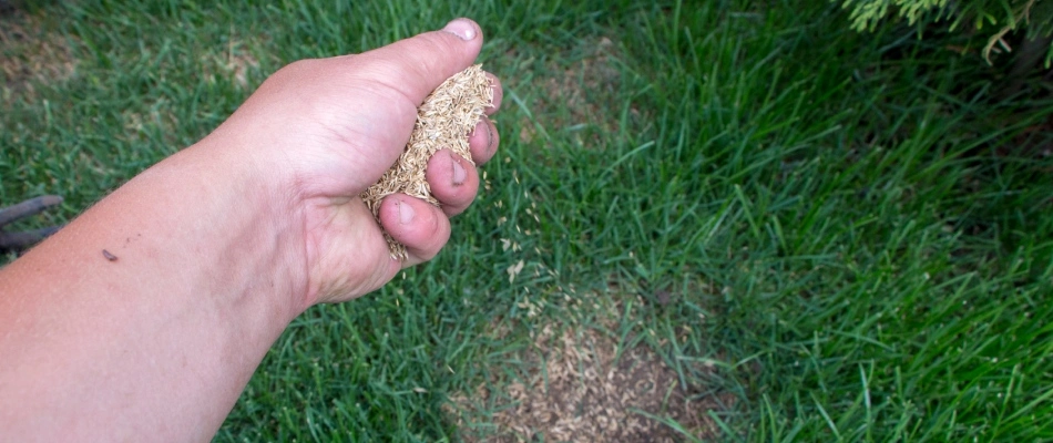 Professional overseeding patchy spots throughout lawn in Iron Mountain, MI.