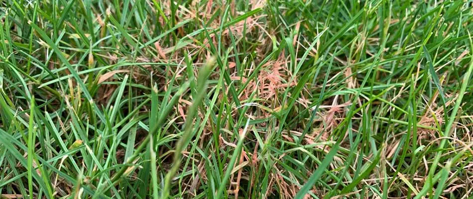 Red thread lawn disease found in the grass of an Appleton, Wisconsin lawn.