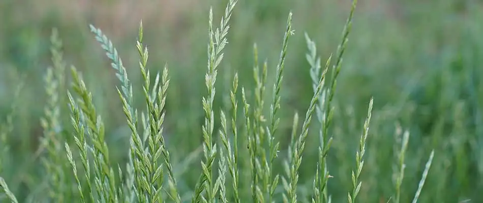 Ryegrass weeds growing in lawn in Appleton, WI.