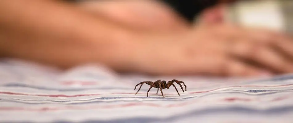 Spider crawling inside home in Saumico, WI.