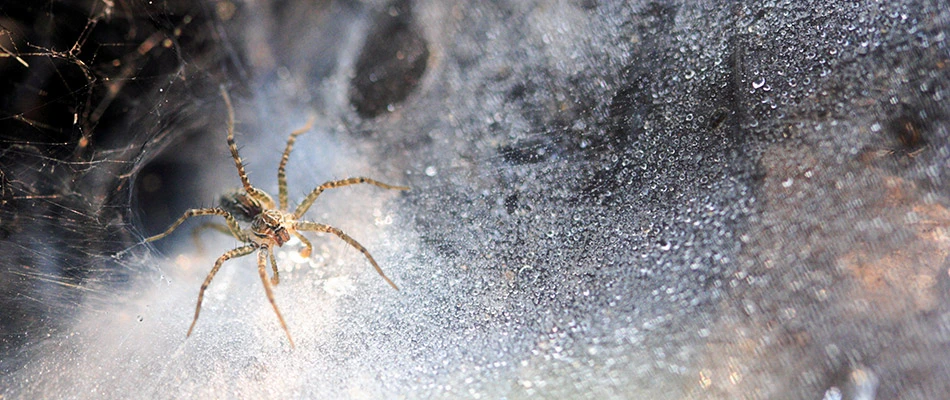 A close up of a spider on a web in Bellevue, WI.
