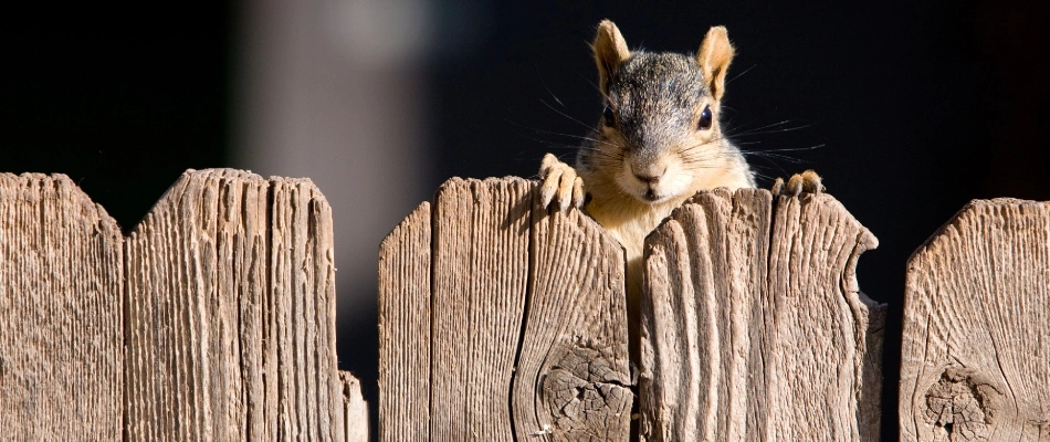 Squirrel peeking over the fence in Kingsford, MI.