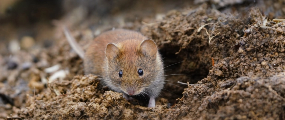 Vole creeping out of in-ground burrow near Bellevue, WI.