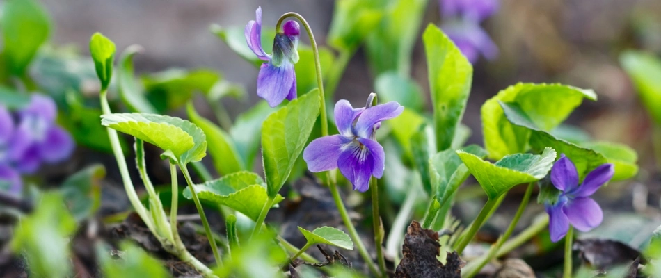 Wild violet weed sprouting into a lawn in Marquette, MI.