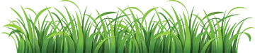 Grass graphic