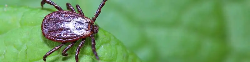 A tick on a green leaf near Bellevue, WI.